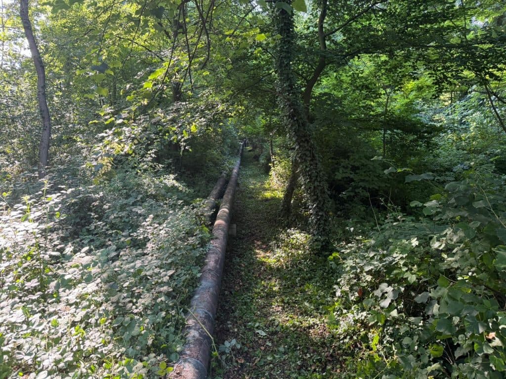 Helfer beim Arbeitseinsatz am Salzweiher im Juni 2026