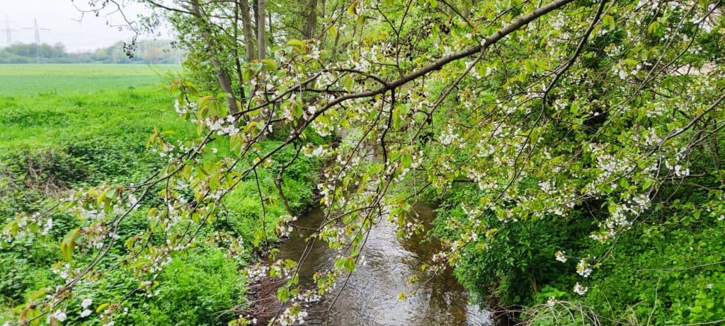 Die Erft im Frühjahr